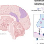 A visual representaion of the brain under the effects of psychedelics and how these substances effects the release of serotonin.