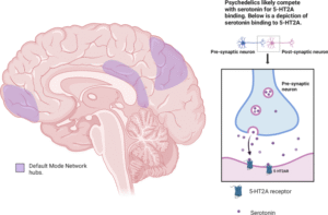 A visual representaion of the brain under the effects of psychedelics and how these substances effects the release of serotonin.