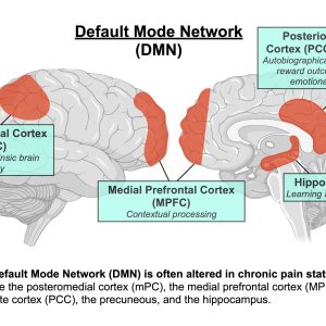 The Brain’s Default Mode Network: Why It Matters for Mental Health