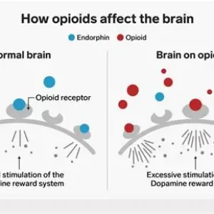 The Human Body’s Opioid System: Synthesis, Receptor Binding, and the Roots of Opioid Addiction